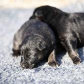 Les deux femelles noires et argentées