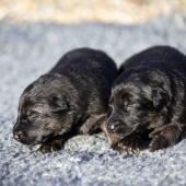 Les deux femelles noires et argentées