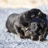 Les deux femelles noires et argentées