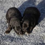 Les deux femelles noires et argentées