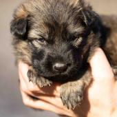 Femelle Grise argentée charbonnée collier brun