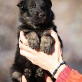 Le mâle noir et argenté collier rouge