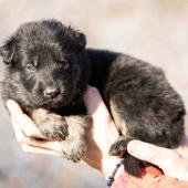 Le mâle noir et argenté collier rouge