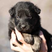 Le mâle noir et argenté collier rouge