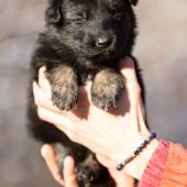 Femelle noire et argentée collier noir