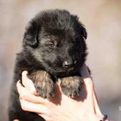 Femelle noire et argentée collier noir