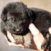 Femelle noire et argentée collier noir