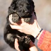 Femelle noire et argentée collier bleu clair
