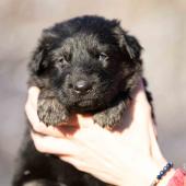Femelle noire et argentée collier bleu clair