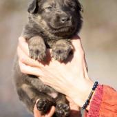 Femelle nuancée de bleu collier rose