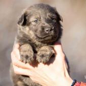 Femelle nuancée de bleu collier rose