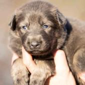 Femelle nuancée de bleu collier rose