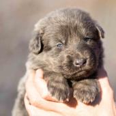 Femelle nuancée de bleu collier orange