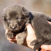 Femelle nuancée de bleu collier orange