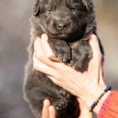 Femelle nuancée de bleu collier gris