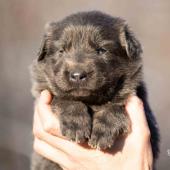Femelle nuancée de bleu collier gris