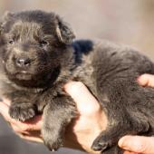 Femelle nuancée de bleu collier gris