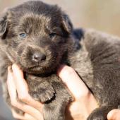 Femelle nuancée de bleu collier gris