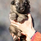 Femelle Grise argentée charbonnée collier bleu