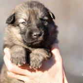 Femelle Grise argentée charbonnée collier bleu