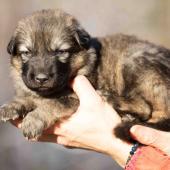 Femelle Grise argentée charbonnée collier bleu