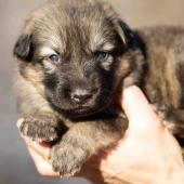 Femelle Grise argentée charbonnée collier bleu