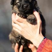 Femelle Grise argentée charbonnée collier brun