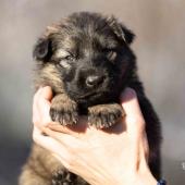 Femelle Grise argentée charbonnée collier brun