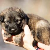 Femelle Grise argentée charbonnée collier brun