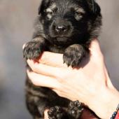 Femelle grise argentée charbonnée collier vert