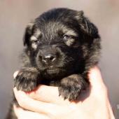 Femelle grise argentée charbonnée collier vert
