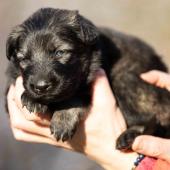 Femelle grise argentée charbonnée collier vert