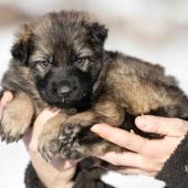 Femelle grise argentée charbonnée collier brun
