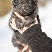 Femelle bleue et argentée collier gris