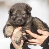 Femelle grise argentée charbonnée de bleu collier rose