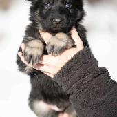 Mâle noir et argenté collier rouge
