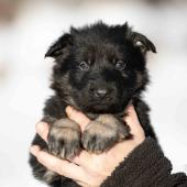 Mâle noir et argenté collier rouge