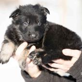 Mâle noir et argenté collier rouge