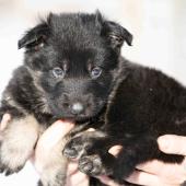 Mâle noir et argenté collier rouge