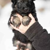 Femelle noire et argentée collier noir