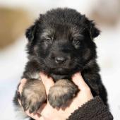 Femelle noire et argentée collier noir