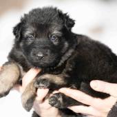 Femelle noire et argentée collier noir