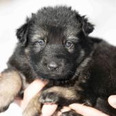 Femelle noire et argentée collier noir