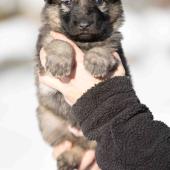 Femelle grise argentée charbonnée collier bleu foncé