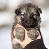 Femelle grise argentée charbonnée collier bleu foncé