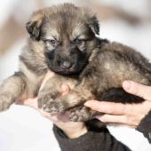 Femelle grise argentée charbonnée collier bleu foncé
