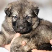 Femelle grise argentée charbonnée collier bleu foncé