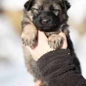 Femelle grise argentée charbonnée collier brun