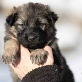 Femelle grise argentée charbonnée collier brun
