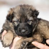 Femelle grise argentée charbonnée collier brun